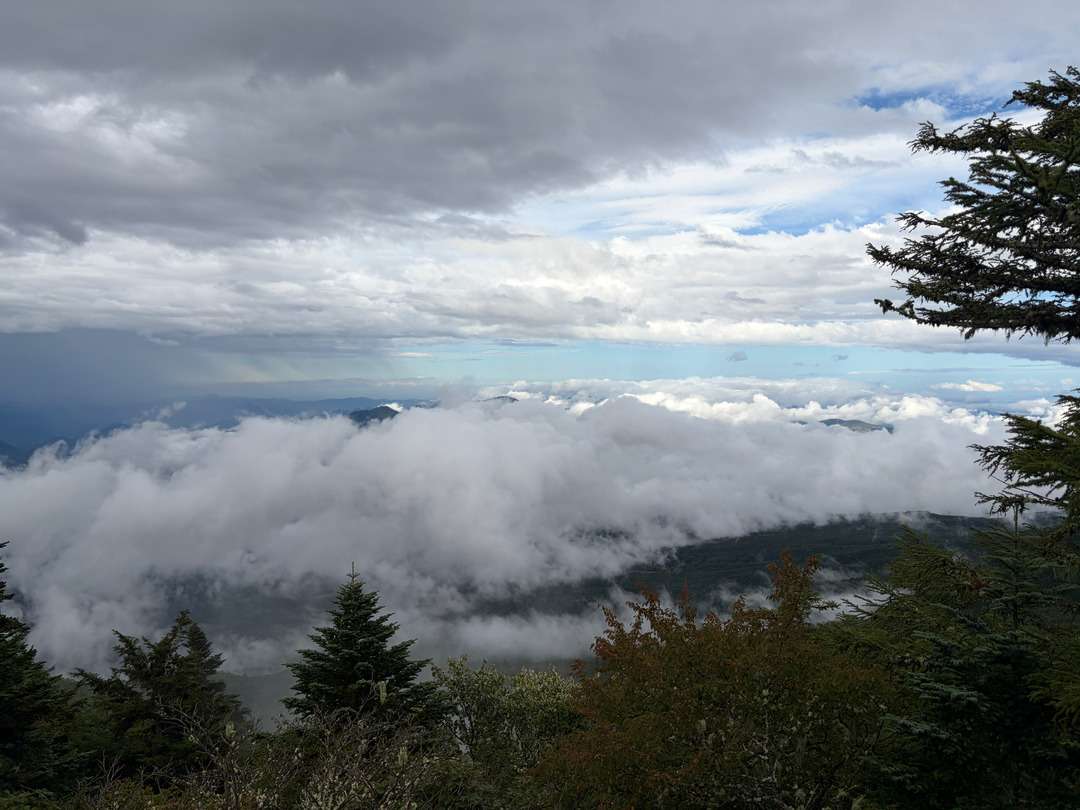 雲海に覆われた山々を、針葉樹の森越しに望む風景。